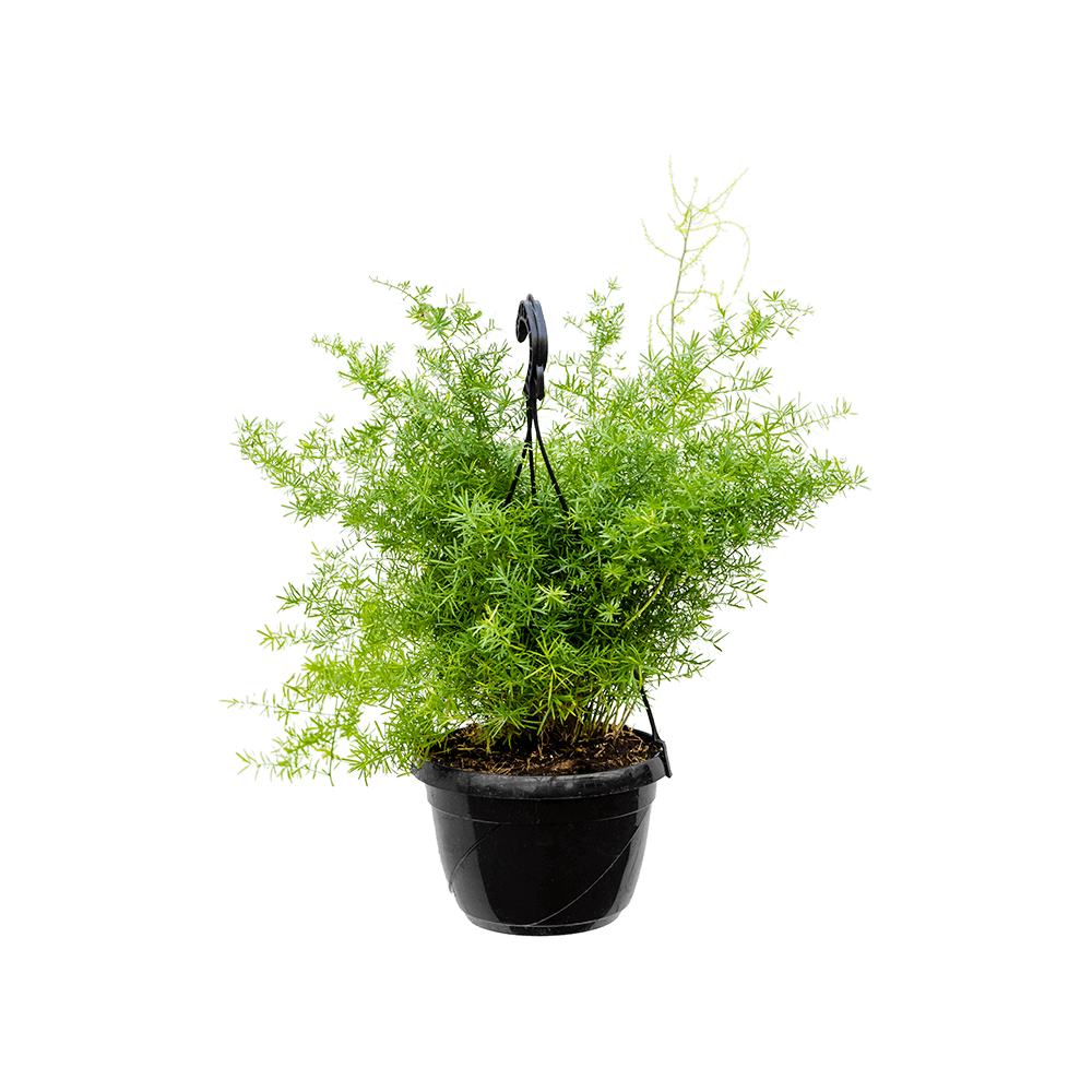 Asparagus Plant  Transparent Image