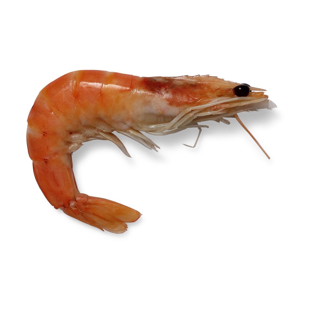 Shrimp Transparent Clipart
