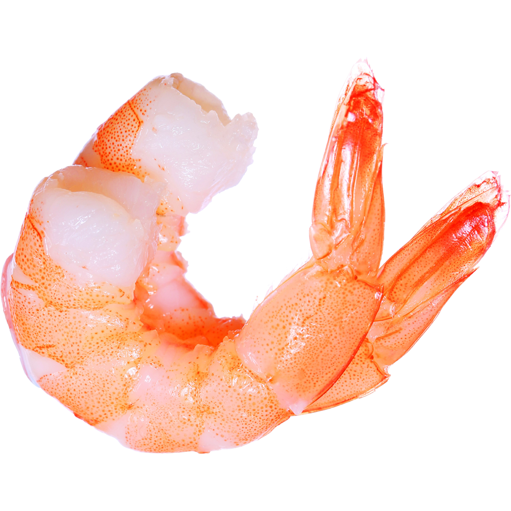 Shrimp Transparent Gallery