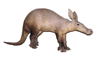 Aardvark PNG