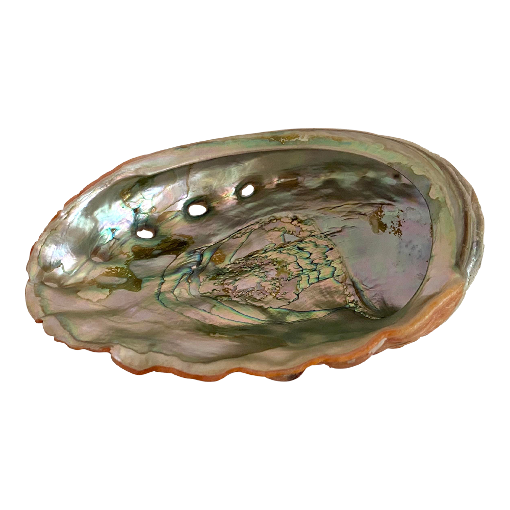 Abalone  Transparent Image