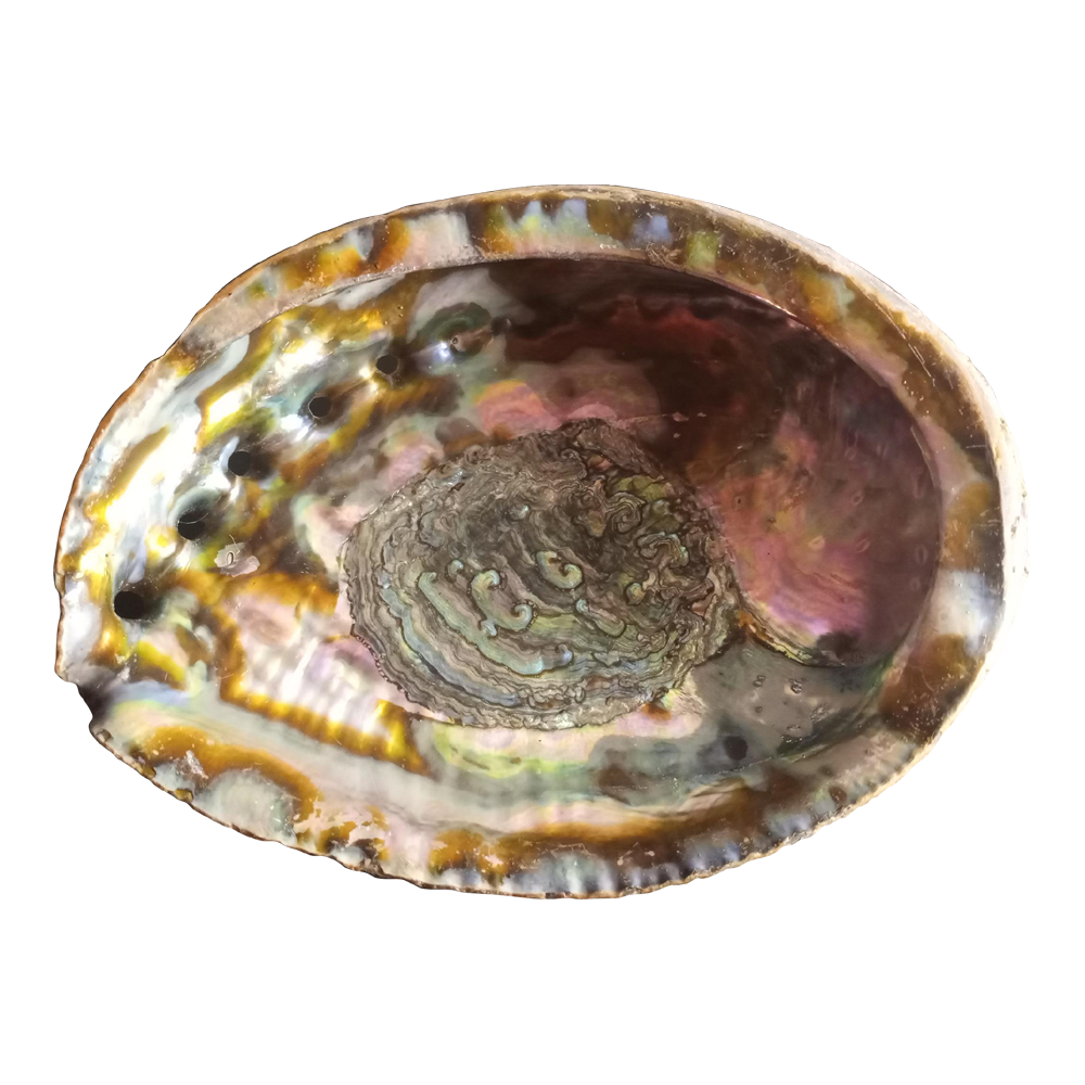 Abalone Transparent Picture