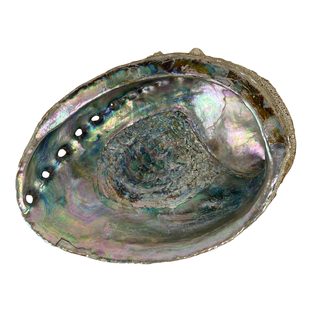 Abalone  Transparent Clipart