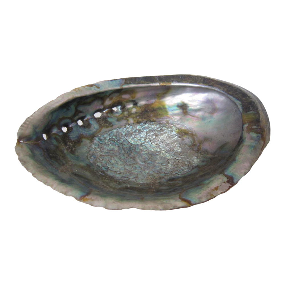 Abalone  Transparent Gallery