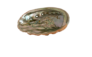Abalone PNG