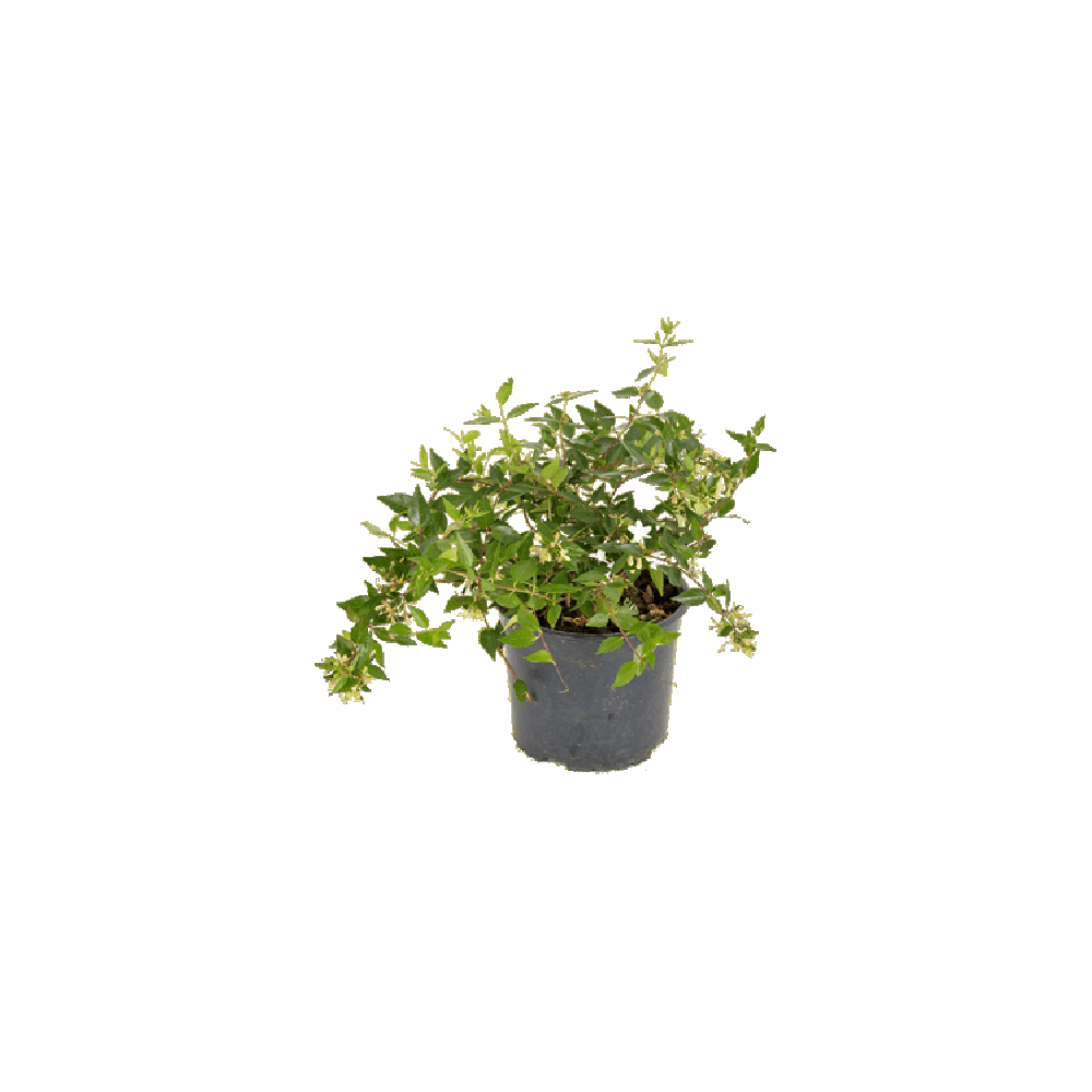 Abelia Plant Transparent Picture