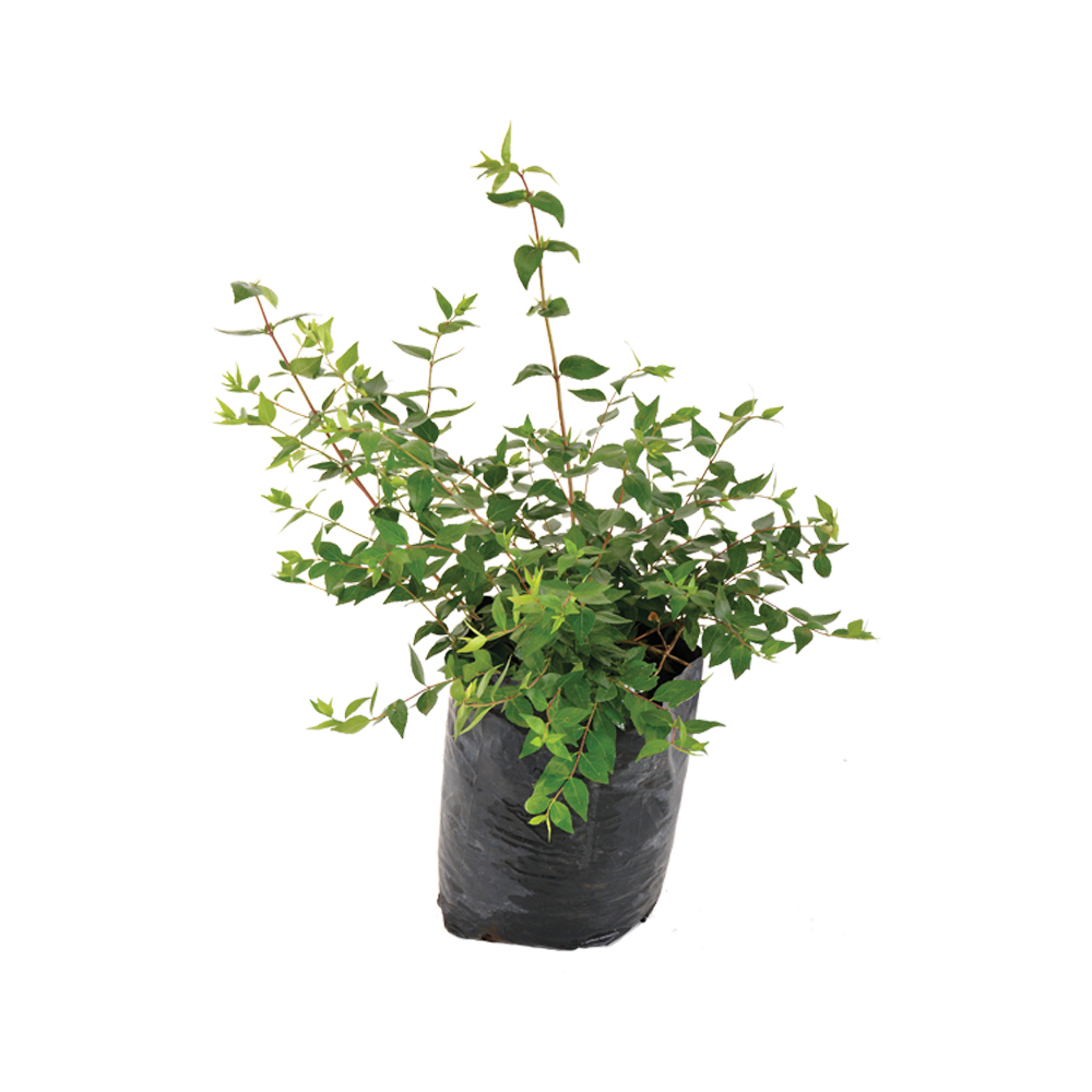 Abelia Plant  Transparent Clipart
