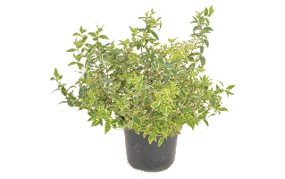 Abelia Plant PNG