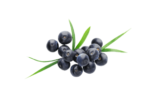 Acai Berry PNG