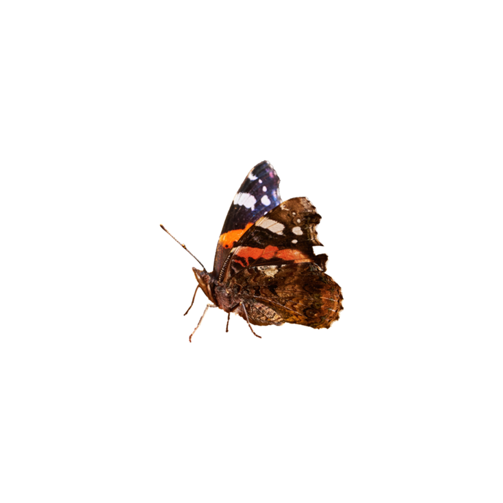 Admiral Butterfly  Transparent Photo