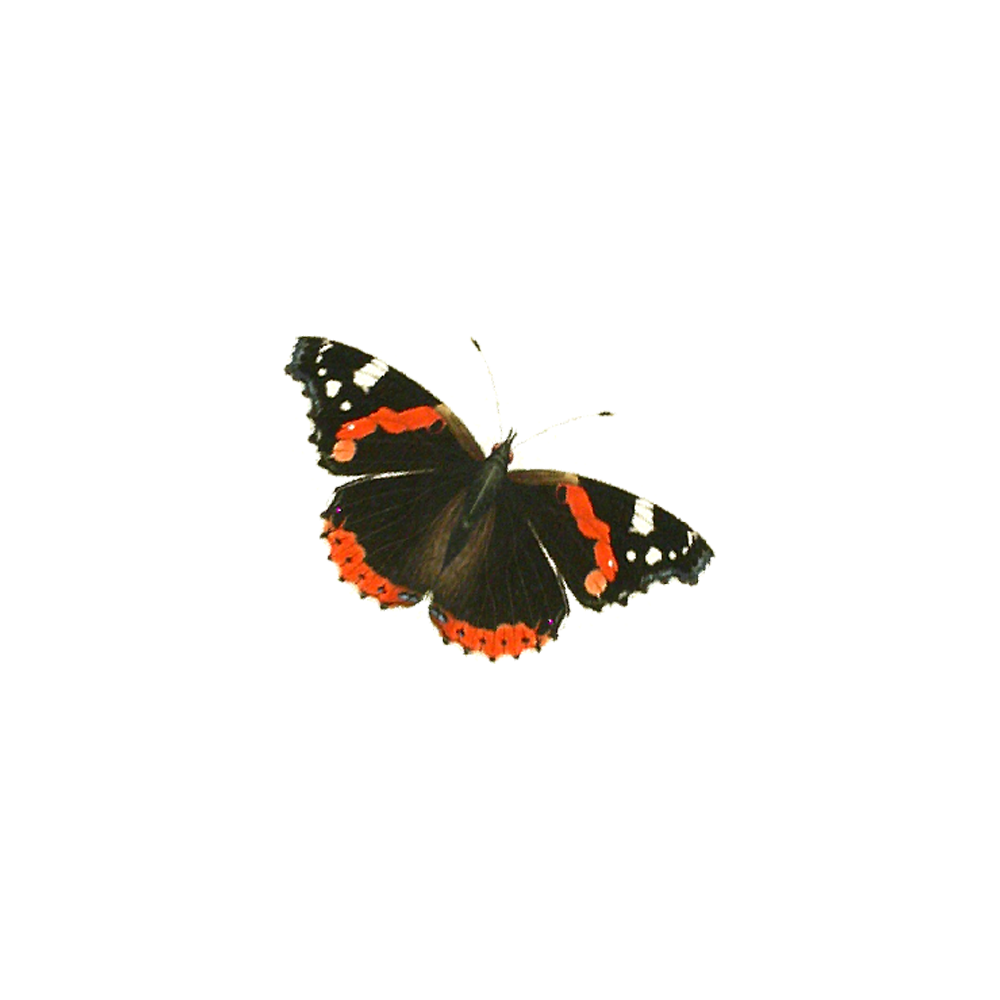 Admiral Butterfly Transparent Picture