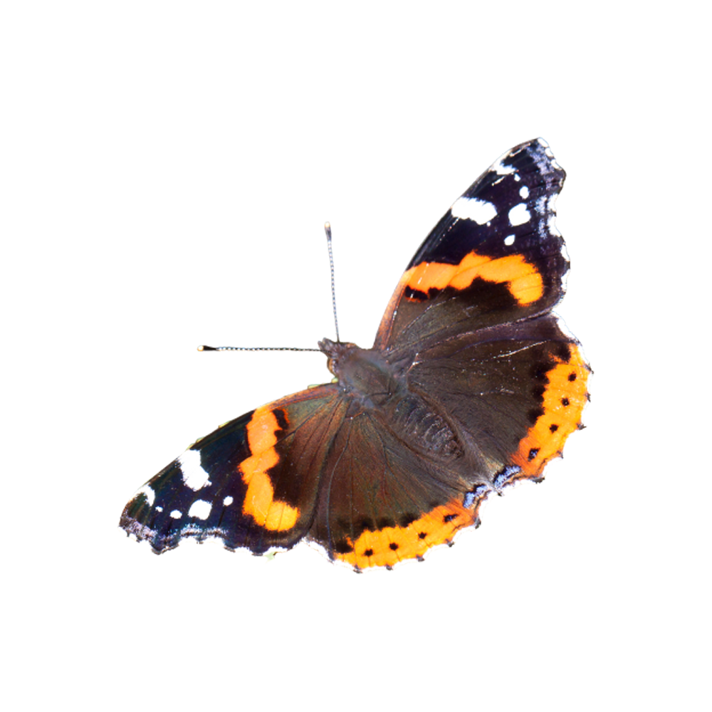 Admiral Butterfly  Transparent Clipart