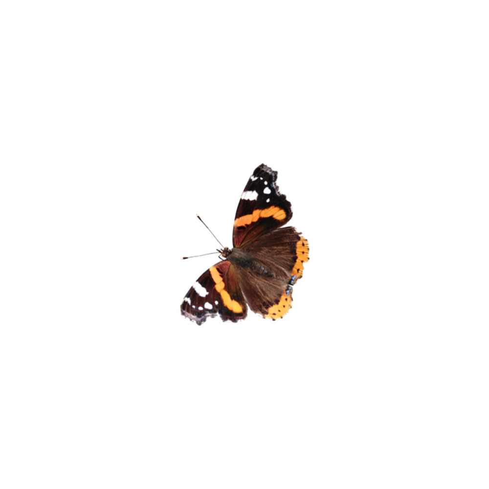 Admiral Butterfly  Transparent Gallery