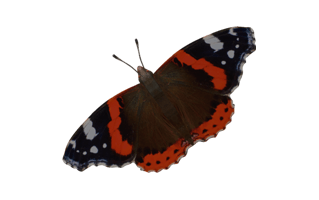 Admiral Butterfly PNG