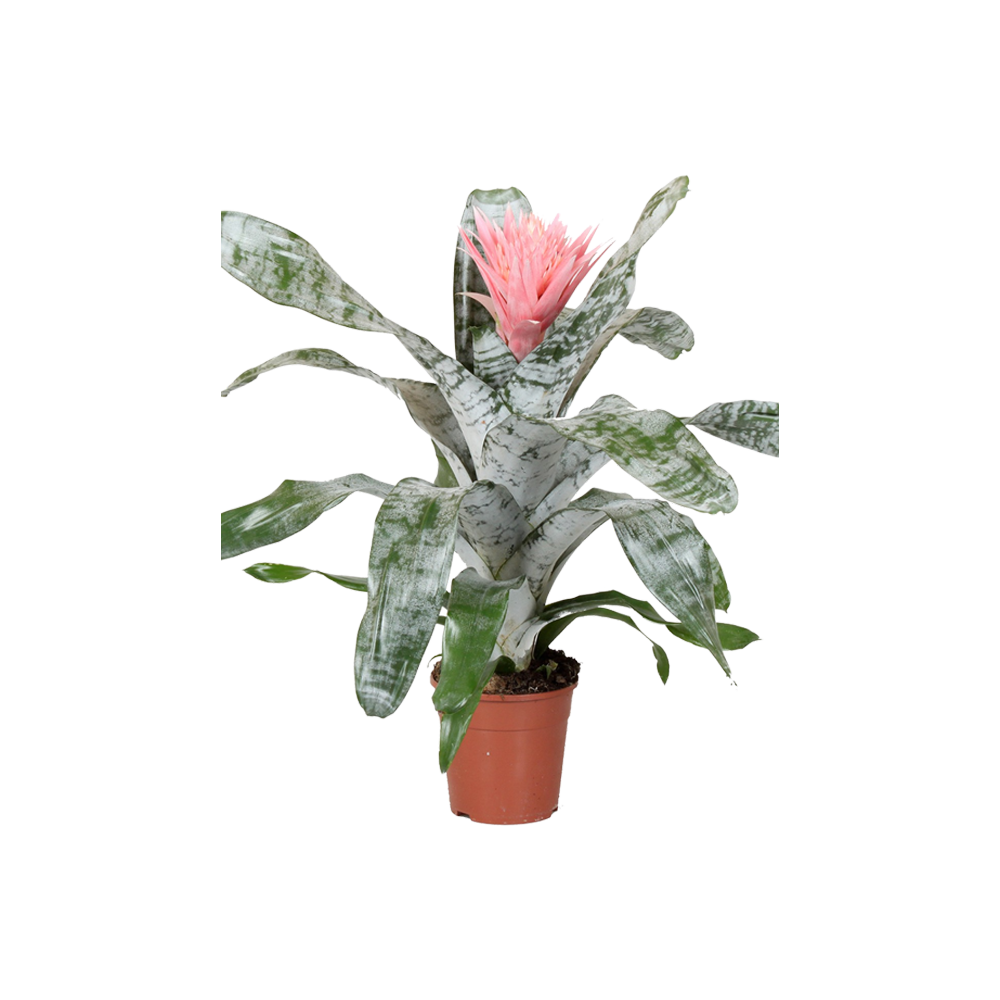 Aechmea Fasciata Plant  Transparent Clipart