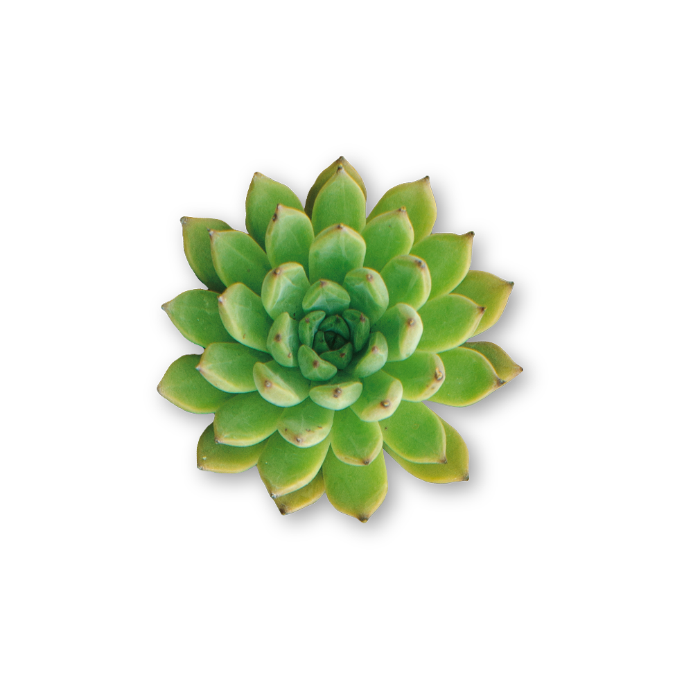 Aeonium Plant  Transparent Image