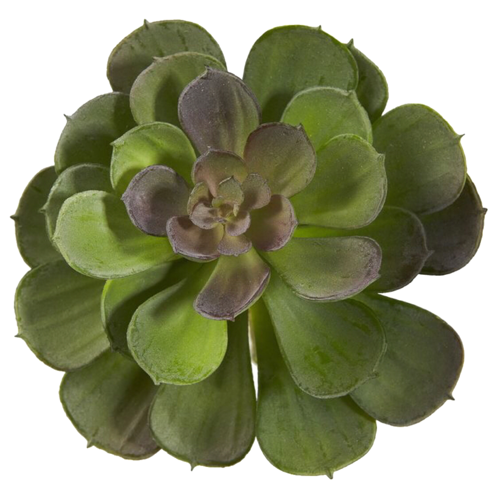 Aeonium Plant  Transparent Clipart
