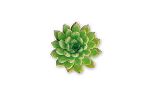 Aeonium Plant PNG