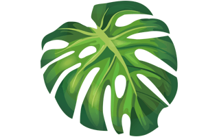 Aesthetic Leaf PNG