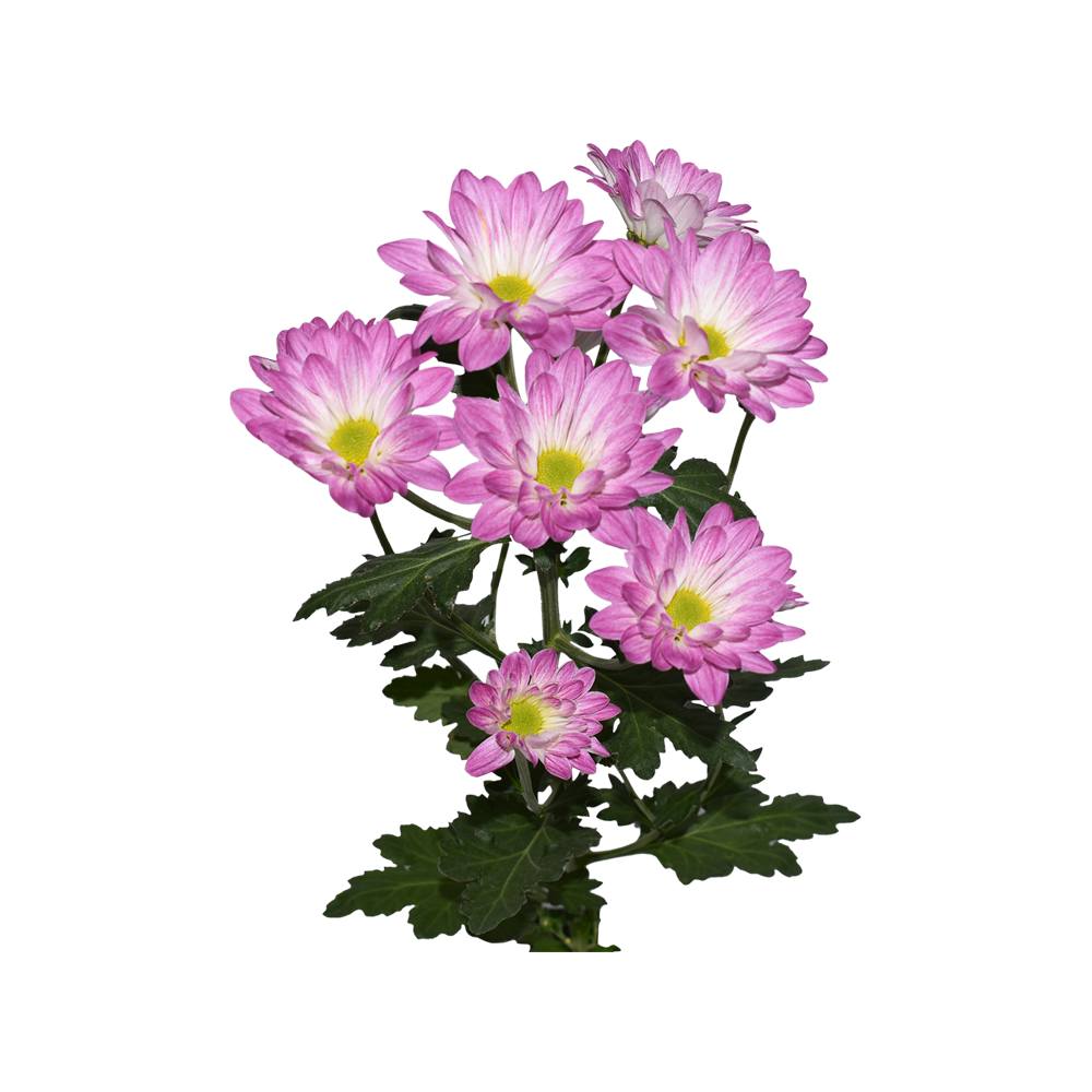 African Daisy  Transparent Image