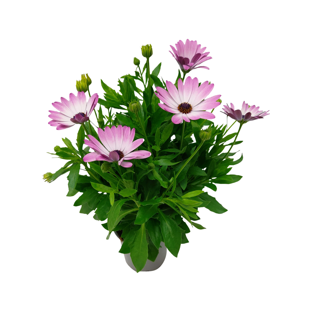 African Daisy  Transparent Gallery