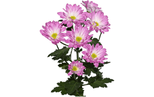 African Daisy PNG