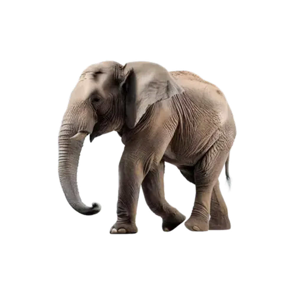 African Elephant  Transparent Image
