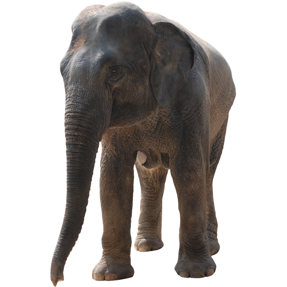 African Elephant Transparent Picture