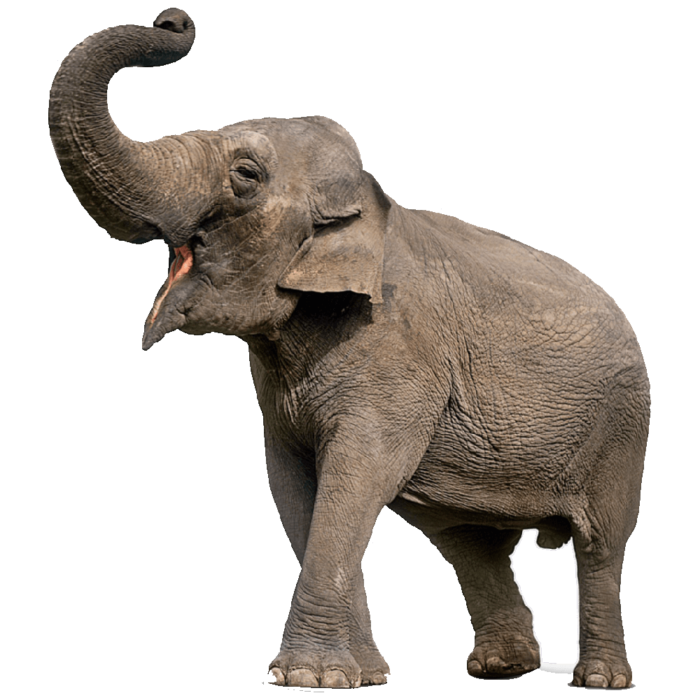 African Elephant  Transparent Clipart