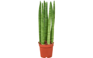 African Spear Plant PNG