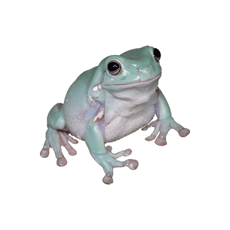 African Tree Toad Transparent Image