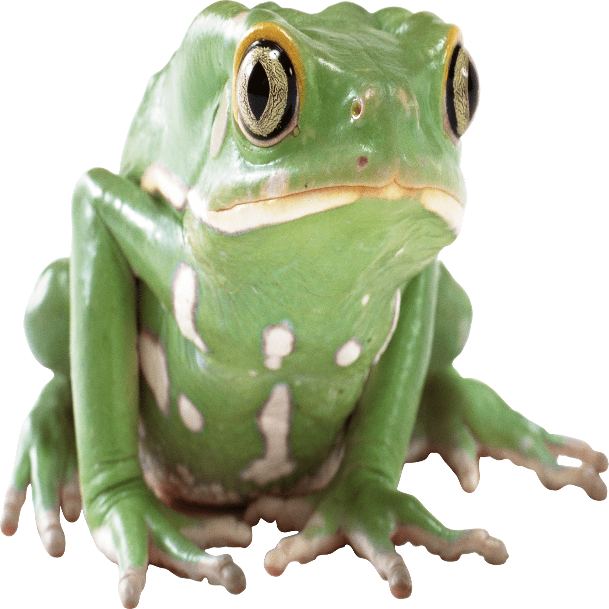 African Tree Toad Transparent Photo