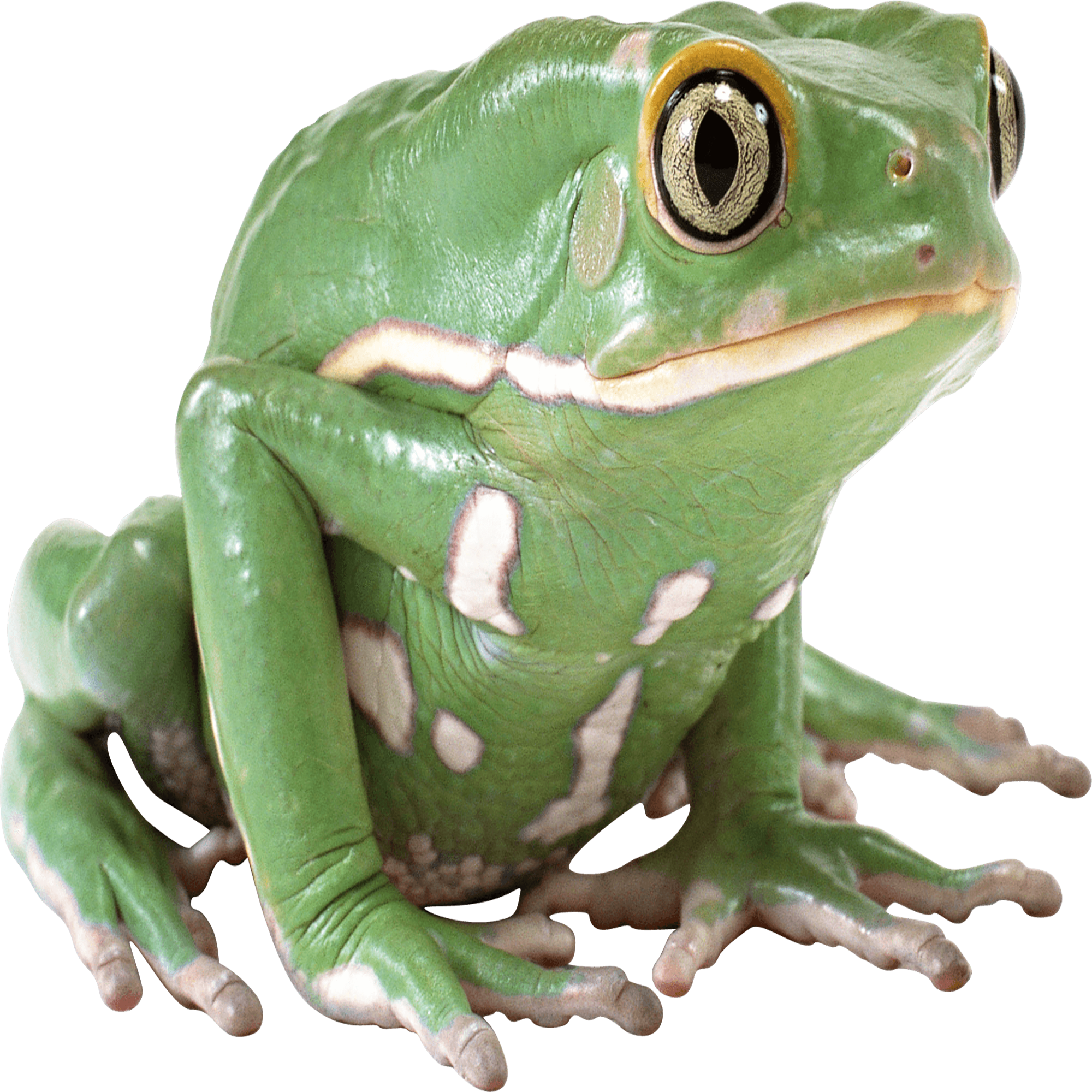 African Tree Toad Transparent Picture