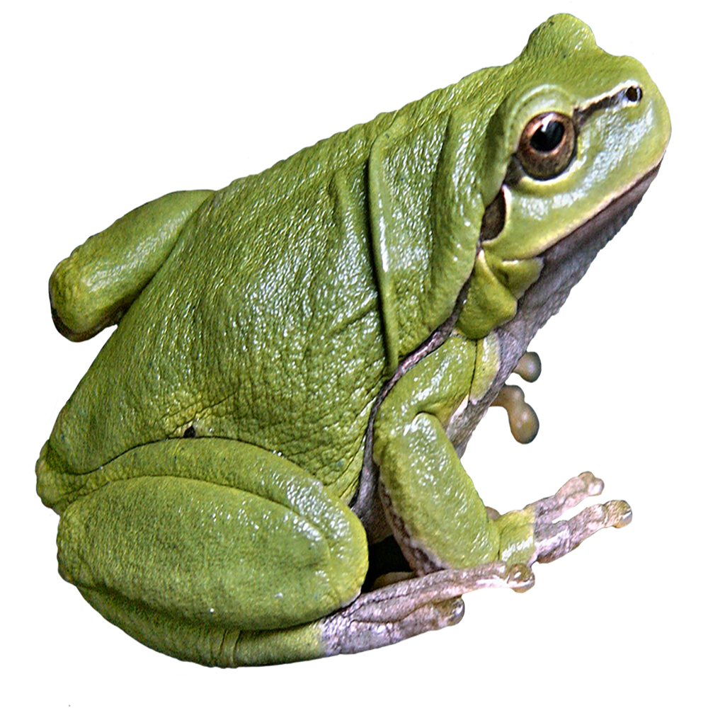 African Tree Toad Transparent Clipart