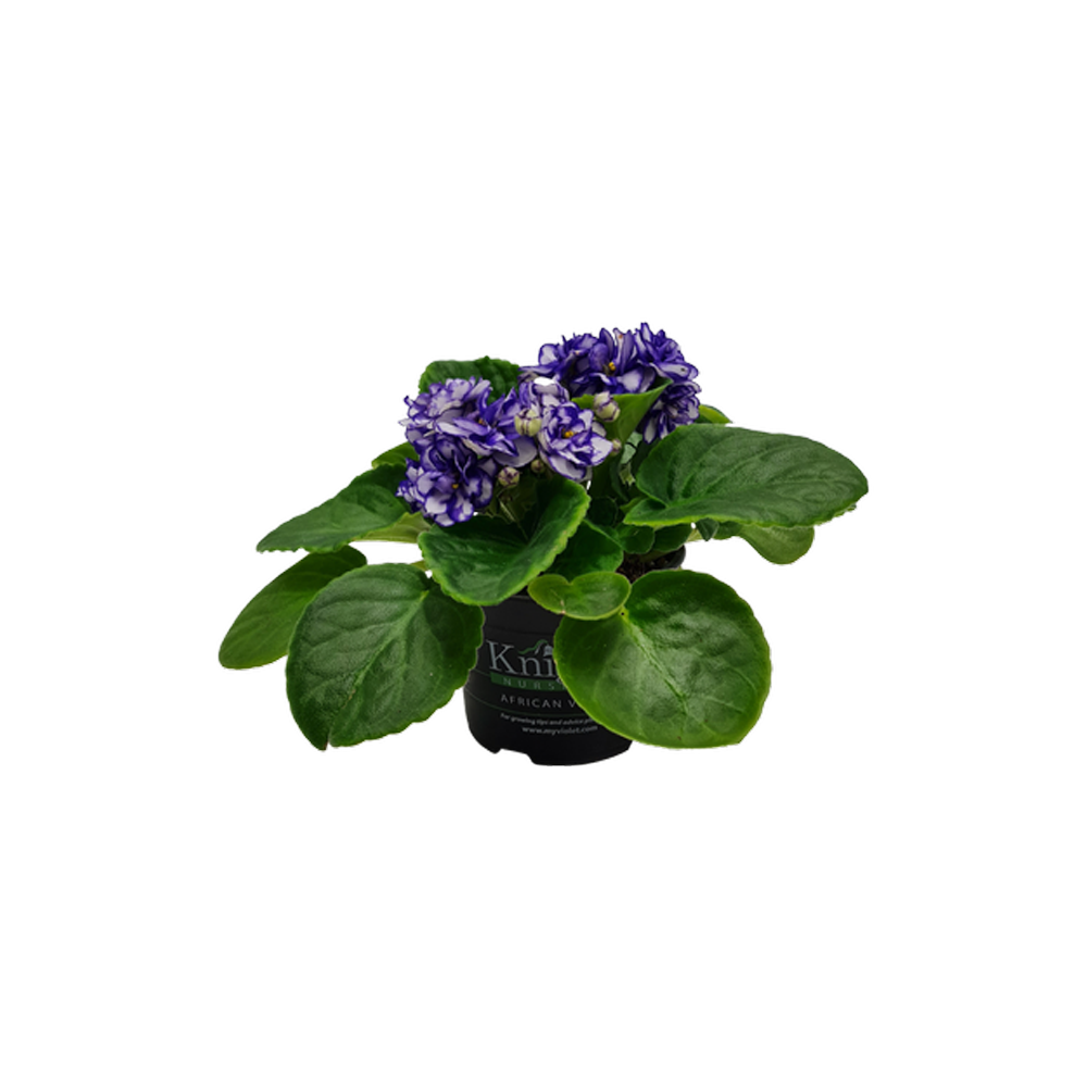 African Violet Plant  Transparent Image