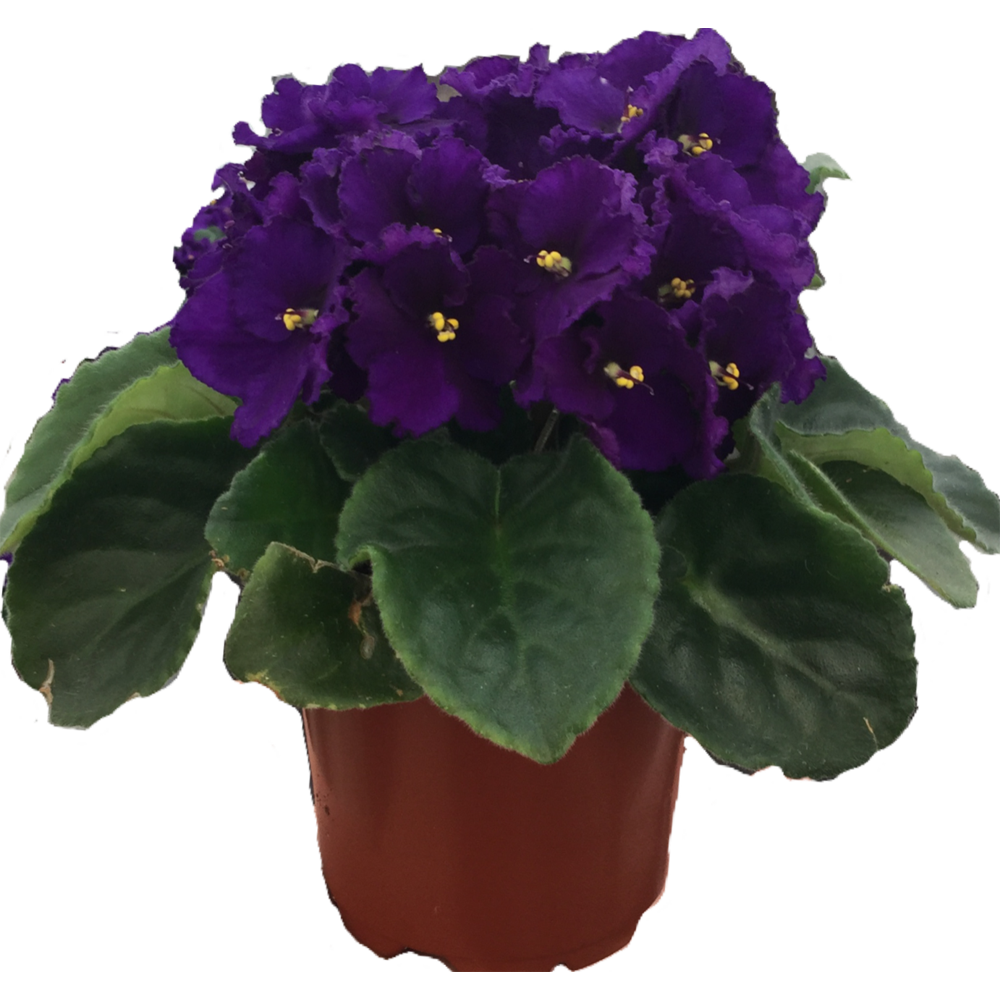 African Violet Plant Transparent Picture