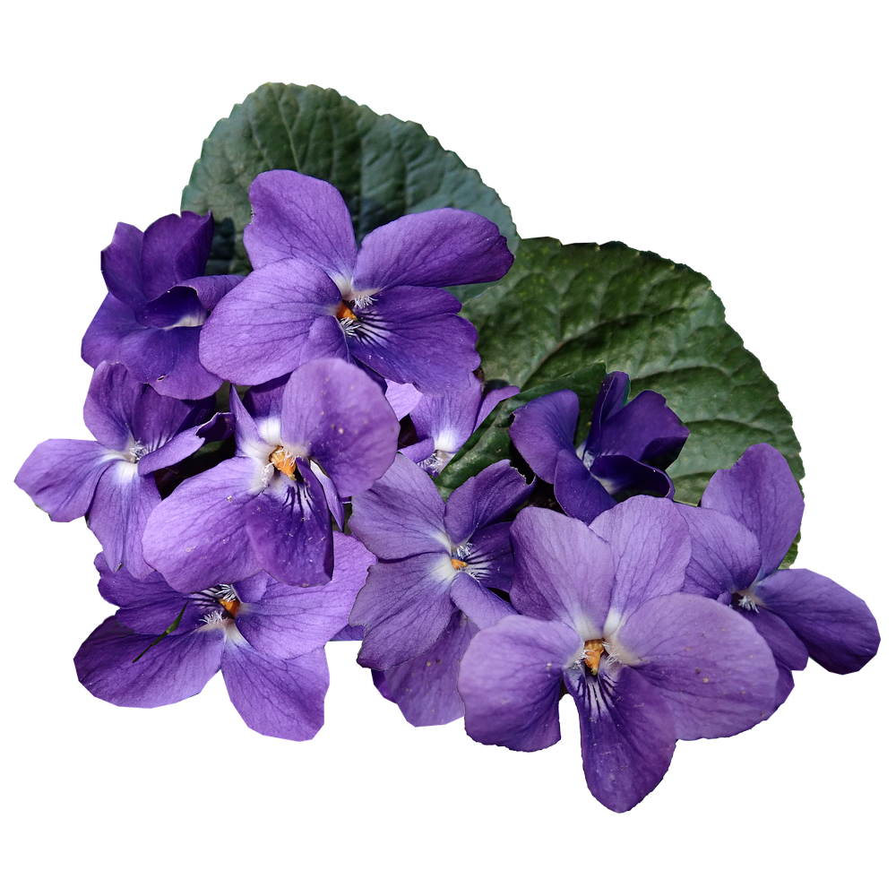 African Violet Plant  Transparent Clipart