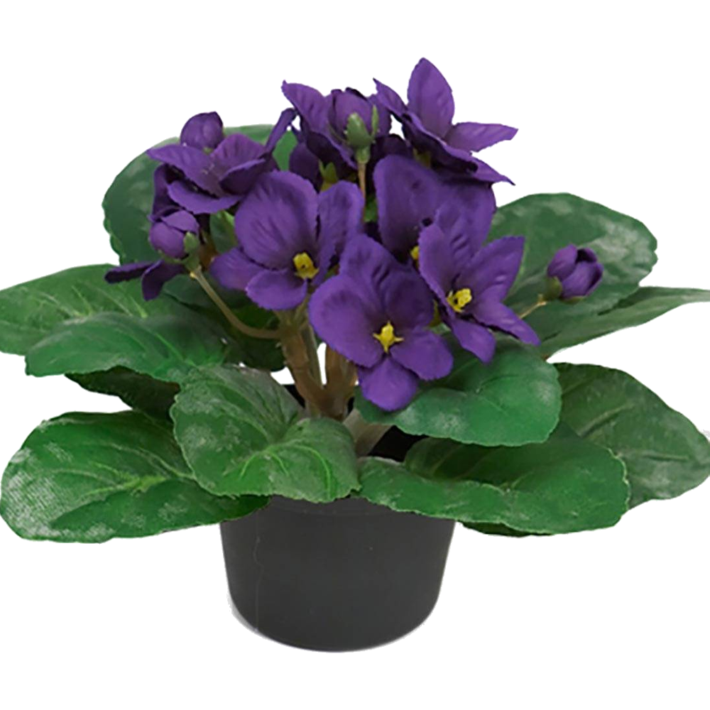 African Violet Plant  Transparent Gallery