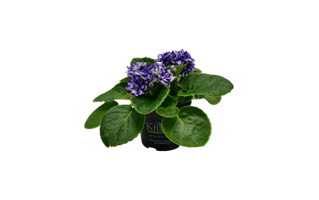 African Violet Plant PNG