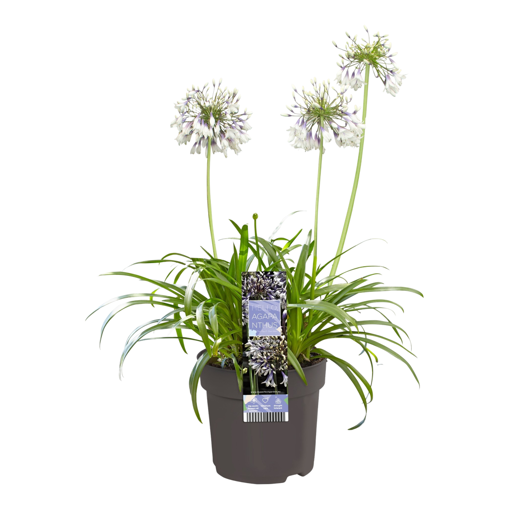 Agapanthus Plant  Transparent Photo