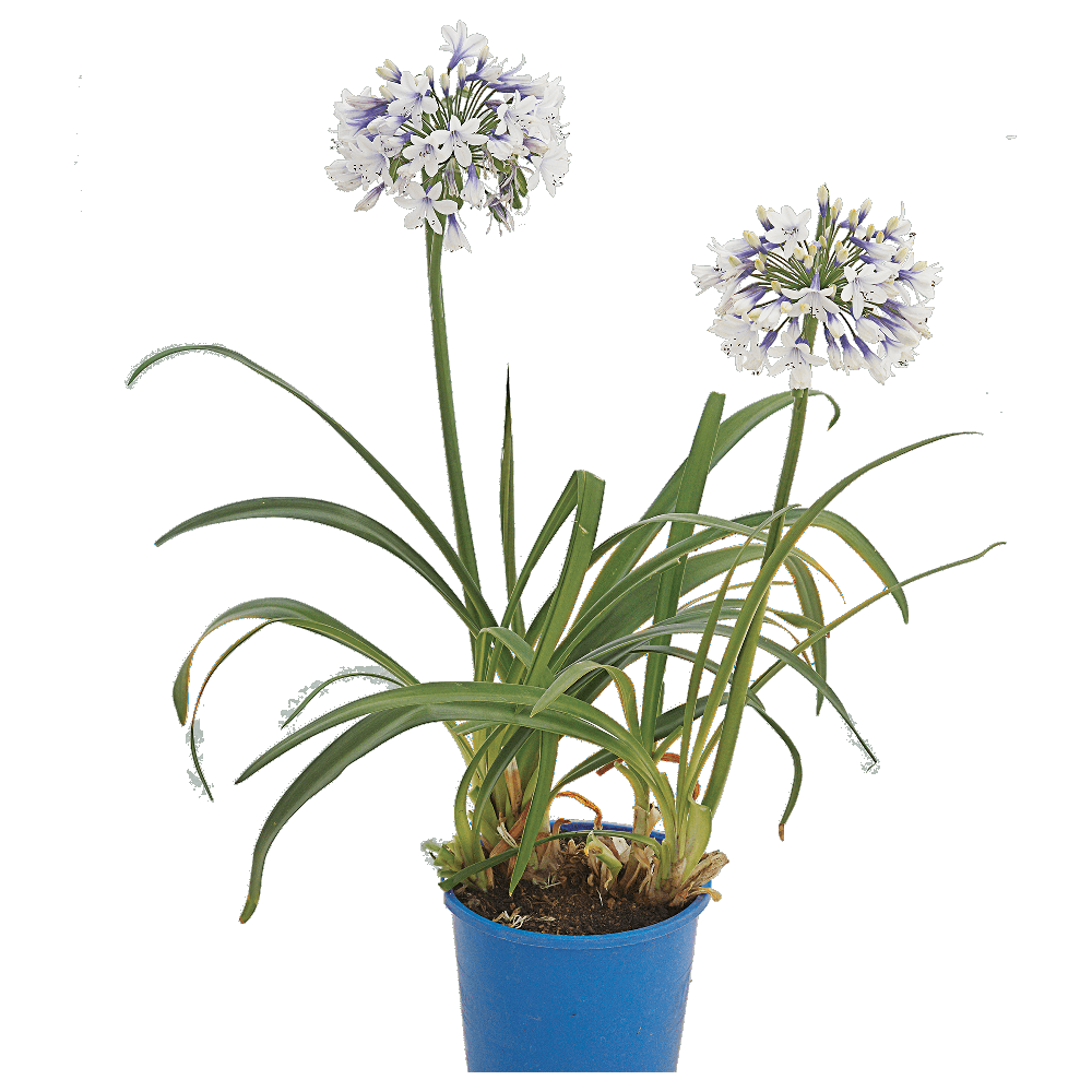 Agapanthus Plant Transparent Picture
