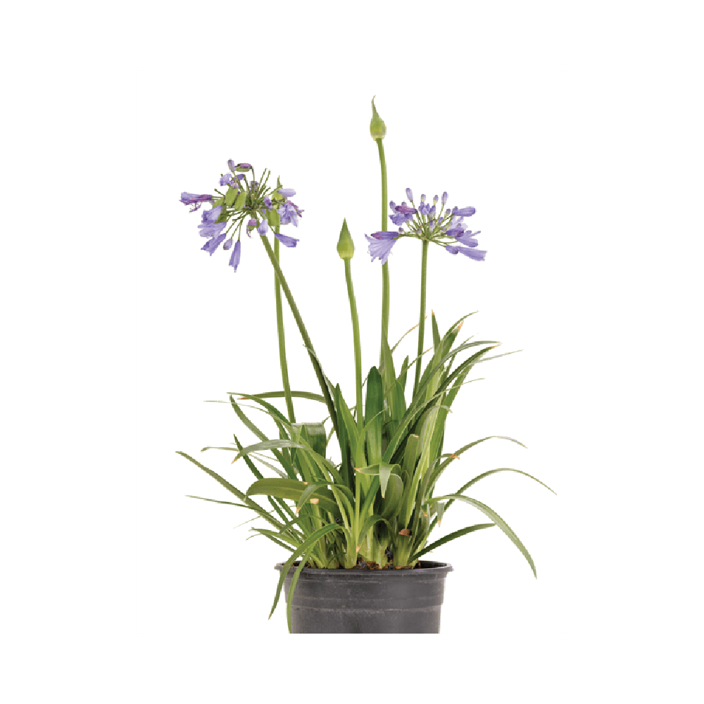 Agapanthus Plant  Transparent Clipart