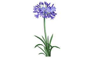 Agapanthus Plant PNG