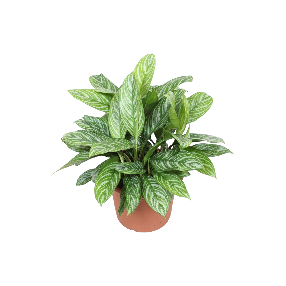 Aglaonema Plant  Transparent Photo