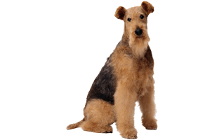 Airedale Terrier PNG