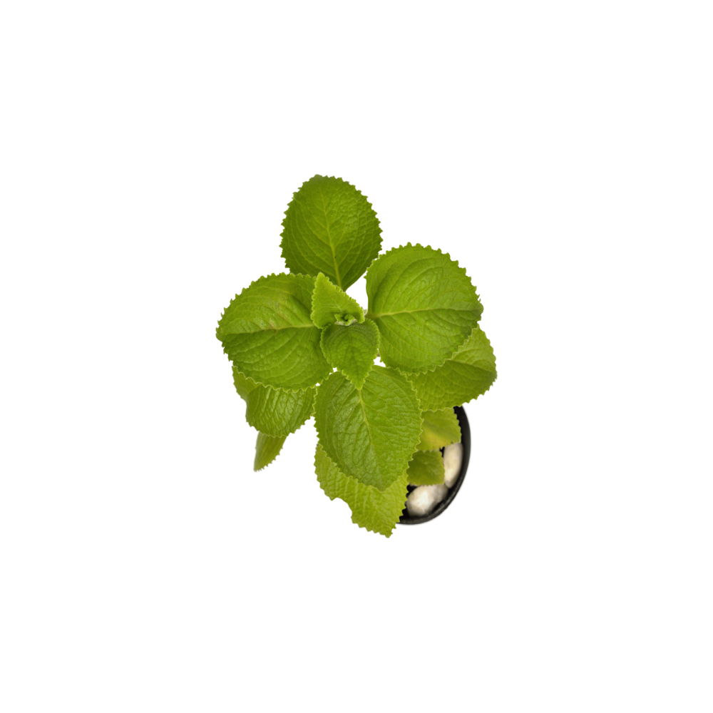 Ajwain Plant  Transparent Image