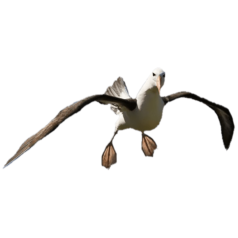 Albatross Transparent Image