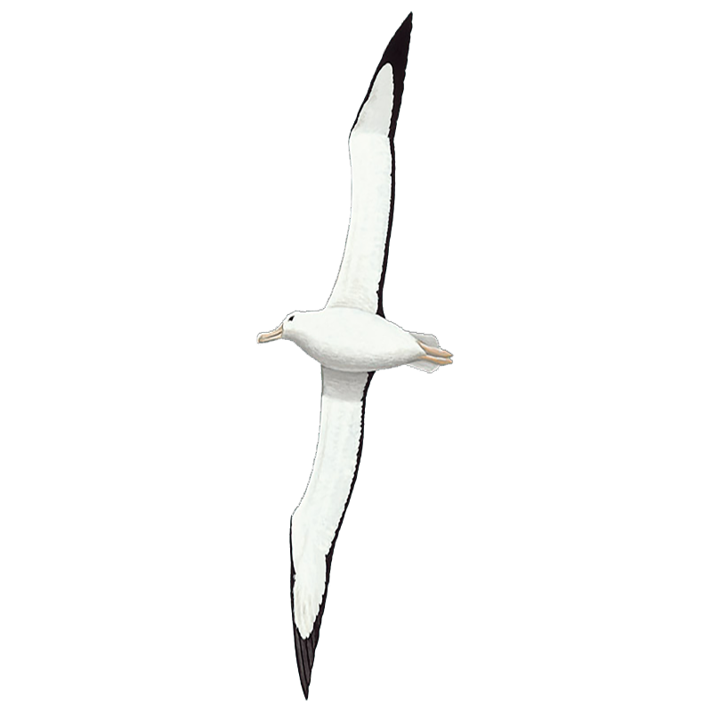 Albatross Transparent Photo