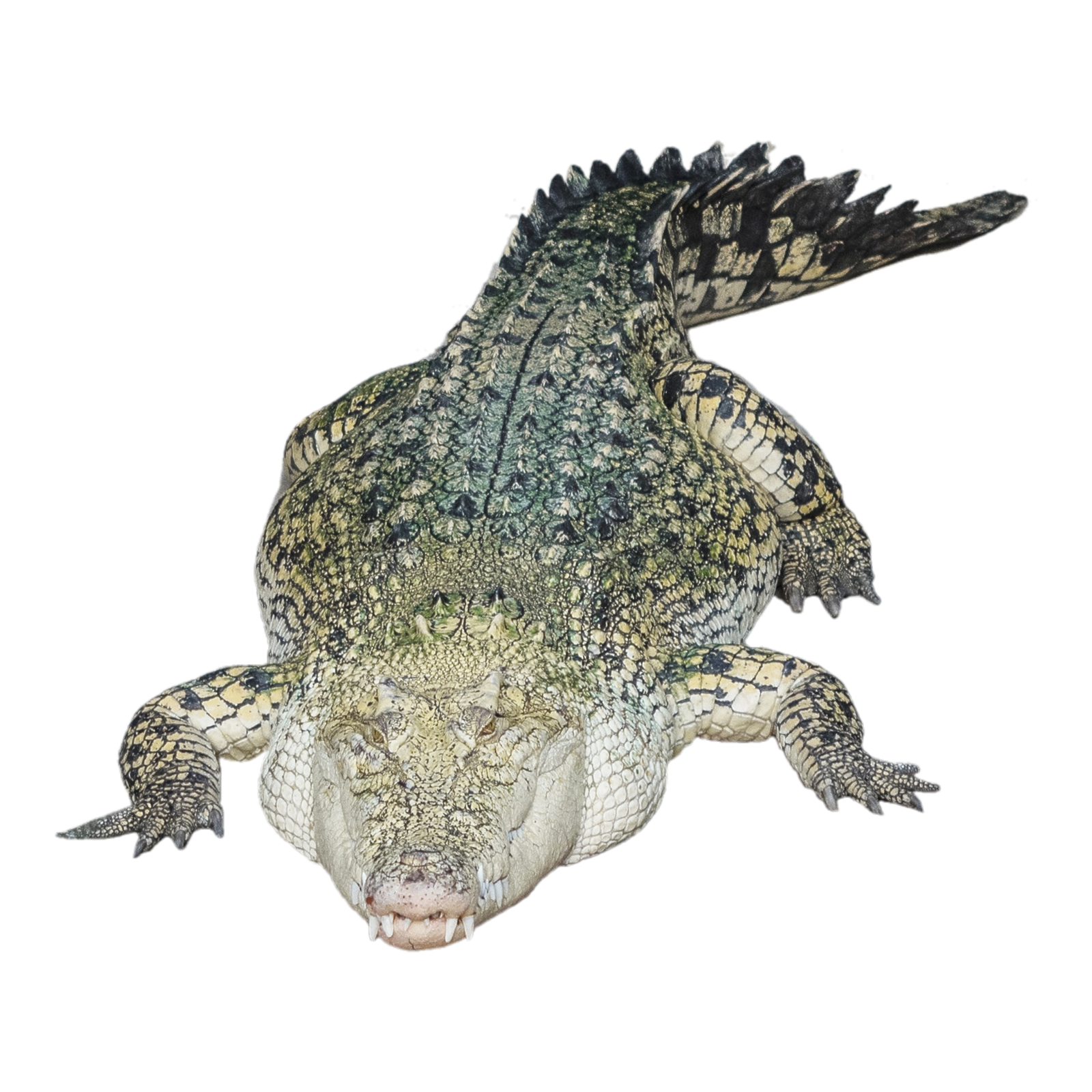 Alligator Transparent Photo