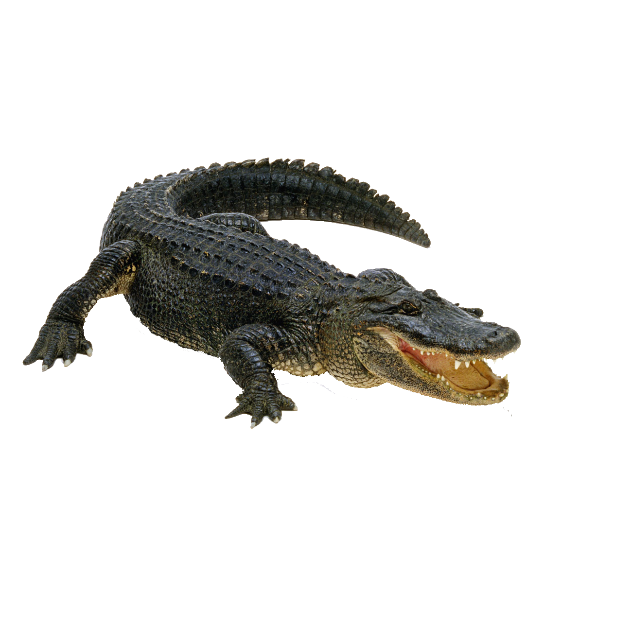 Alligator Transparent Picture